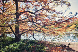 autumn colours in canberra