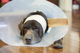 of dog and his cone