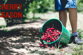 Pick Your Own Cherries – Young, NSW